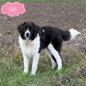 Kura, junge Tornjak Hündin, absoluter Traumhund