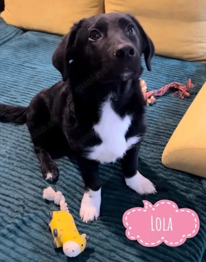 Lola, lieber und verschmuster Mischling, absolut verträglich mit allen anderen Hunden und Katzen