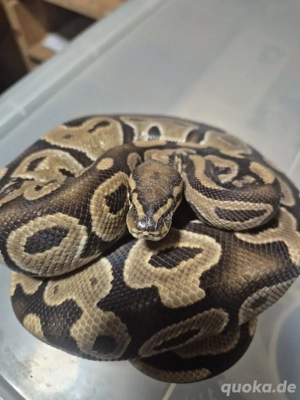 Königspython Classic