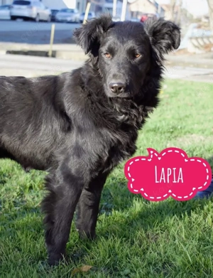 Lapia, junger und wunderschöner Traumhund