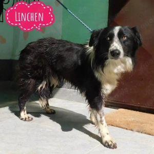 Linchen, wunderhübscher Border Collie