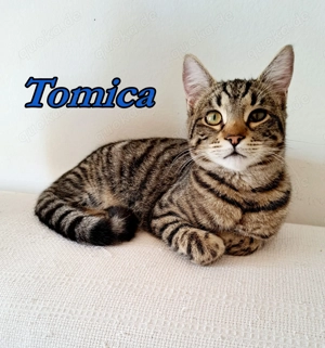 Tigerchen Tomica sucht sein Kuschelkörbchen 