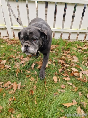 Liebevoller Hund sucht neues Zuhause!