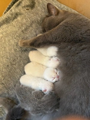 Erfahrener BKH Colorpoint Deckkater Bild 5