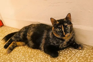 Maria, zurückhaltende Glückskatze, ca. 4 Jahre *Tierschutz*