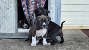 American Bully xl Rüden