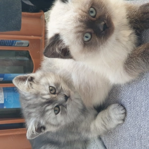 Reine BKH_KITTEN männlich weiblich 