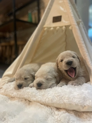 Reinrassige Golden Retriever-Welpen