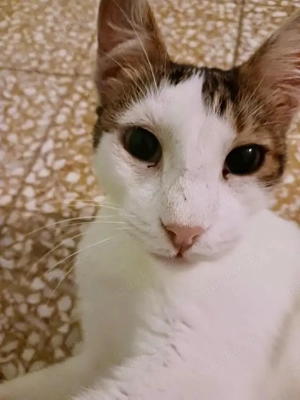 Lunos, verschmuster Entdecker, ca. 3 Jahre *Tierschutz*