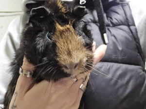 Meerschweinchen Böckchen 