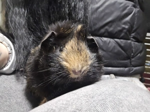 Meerschweinchen Dame 12 Wochen