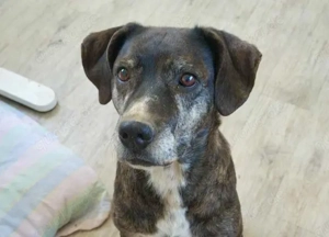 Eleana, lernwillige Hundedame, ca.7 Jahre, ca. 56 cm, ca. 24 kg *Tierschutz*