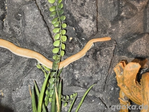 Kenia Sandboa albino ( Eryx colubrinus loveridgei)
