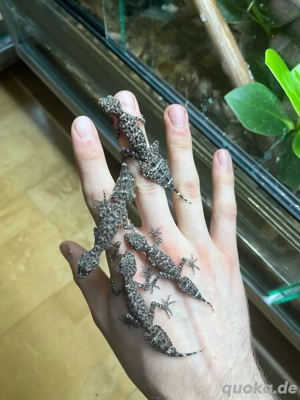 2.2 Phyllurus amnicola HAMM oder Abholung 