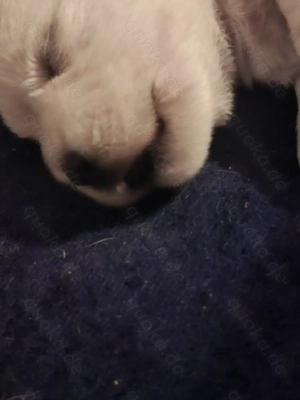 West Highland White Terrier Welpen geb 14.11.2025 