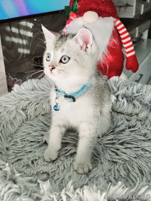 BKH Kitten Kätzchen Britisch Kurzhaar Katzenbaby 