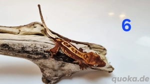 Kronengecko Nachwuchs 0.0.3 unbestimmt