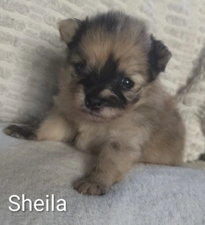 Reinrassige Zwergspitz Pomeranian Welpen 