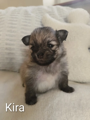 Reinrassige Zwergspitz Pomeranian Welpen 