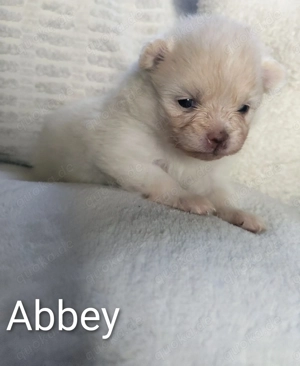 Reinrassige Zwergspitz Pomeranian Welpen 