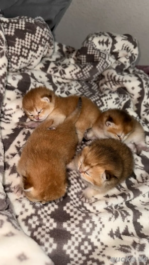 bkh kitten black golden shaded