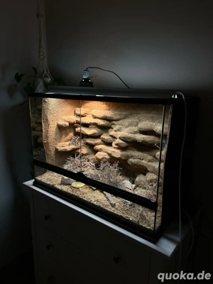 Exo Terra Wüstenterrarium + Hemidactylus imbricatus