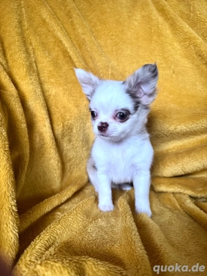 Wunderschöner Chihuahua Bub