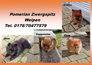 Pomeranian Zwergspitz Toy Welpen reinrassig