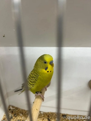 Wellensittiche und Blackwings Wellis