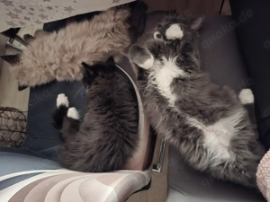 Mixkätzchen suchen zu hause