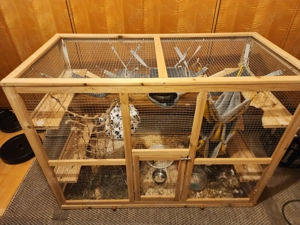 Degus (zwei Stück) handzahm und mit Zubehör 