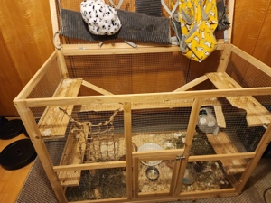 Degus (zwei Stück) handzahm und mit Zubehör  Bild 2