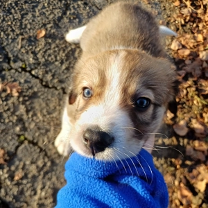 Border Collie   Golden Retriever Mix Welpen Rüden