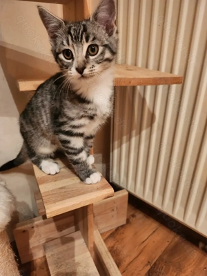 Maine Coon Mix Kitten sucht ab sofort ein Zuhause