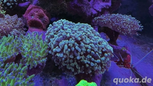 Euphyllia Paraancora Golden Nugget - Meerwasser LPS Koralle