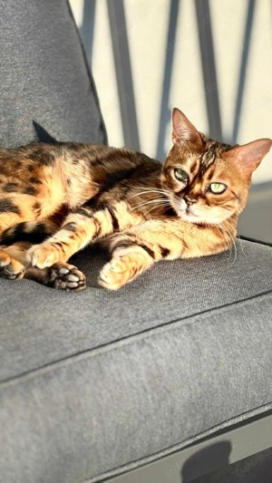 Bengal Katze Maya, geimpft und gechipt