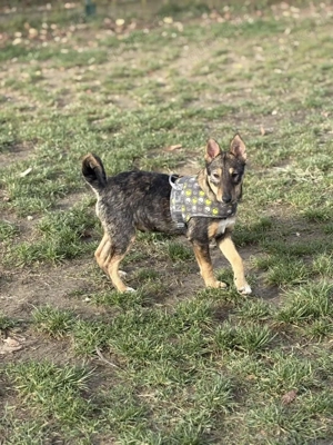 Dodi2, PS in Ungarn, bin ein aufgeweckter, neugieriger Welpe und liebe es, die Welt zu erkunden.