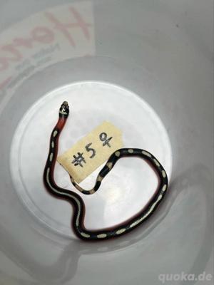 königsnatter dreiecksnatter lampropeltis polyzona splotched applegate