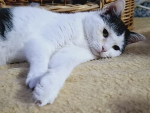 Chuya: Ein lebensfrohes Samtpfötchen sucht ihr Zuhause