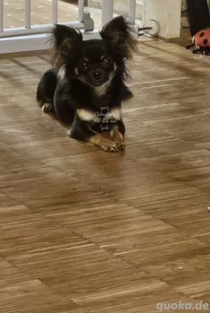 Deckrüde  Chihuahua KEIN VERKAUF 