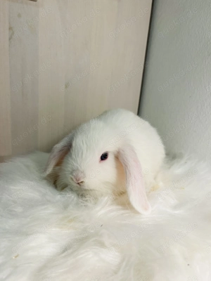 Zwergkaninchen Babys Minilop Zwergwidder  Bild 6