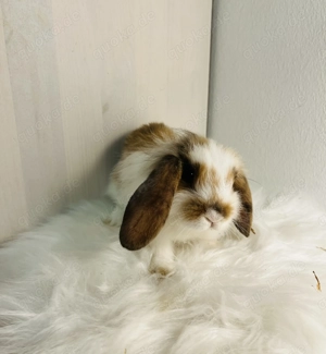 Zwergkaninchen Babys Minilop Zwergwidder  Bild 5