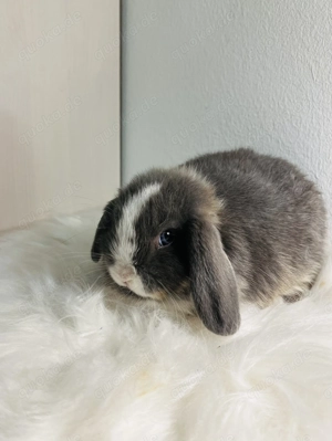 Zwergkaninchen Babys Minilop Zwergwidder  Bild 7