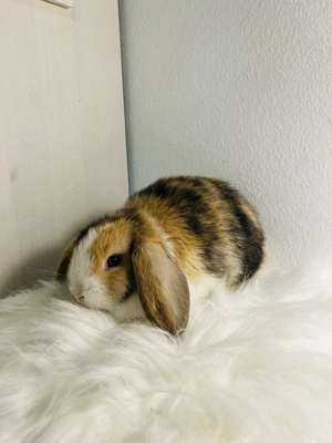 Zwergkaninchen Babys Minilop Zwergwidder  Bild 3