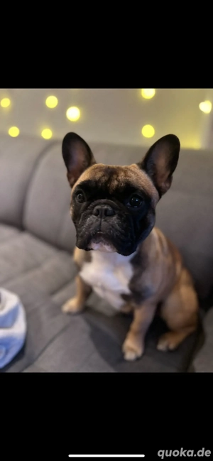 Französische Bulldogge Frida sucht liebevolles Zuhause 