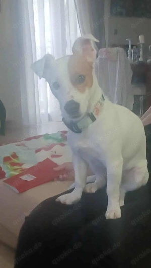 Kleiner Arlo sucht ruhiges Zuhause 