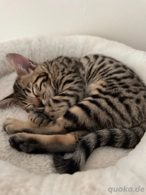 Bengal kitten weiblich 