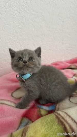 Britisch Kurzhaar Kitten (Nur noch eine zu haben)