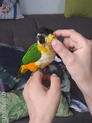 Grünzügelpapageien Pärchen 