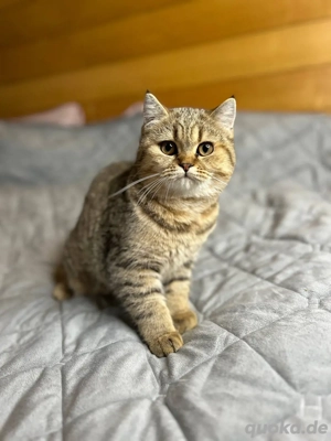 Kätzchen suchen neue Besitzer